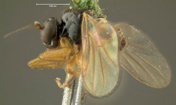 Media type: image;   Entomology 1164 Aspect: habitus lateral view
